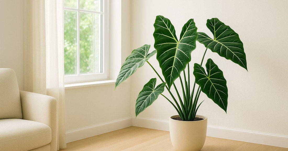 Alocasia Care Guide: Growing African Mask Plants Indoors — healthy houseplant in a bright, calm home