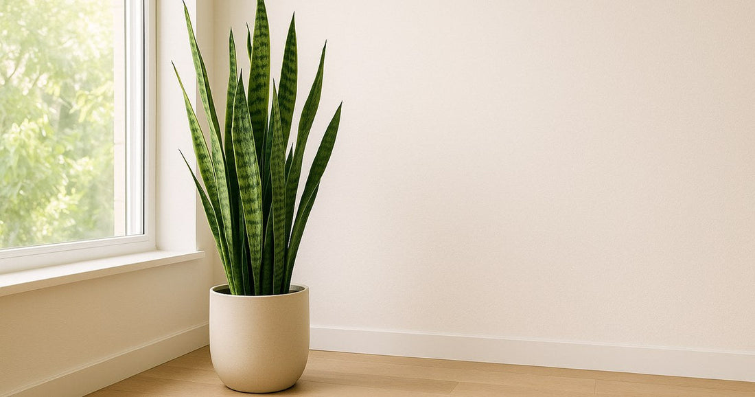 Snake Plant Care Guide (Sansevieria): The Easiest Houseplant — healthy houseplant in a bright, calm home