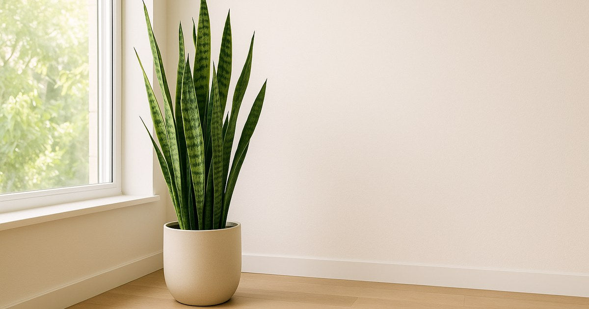 Snake Plant Care Guide (Sansevieria): The Easiest Houseplant — healthy houseplant in a bright, calm home