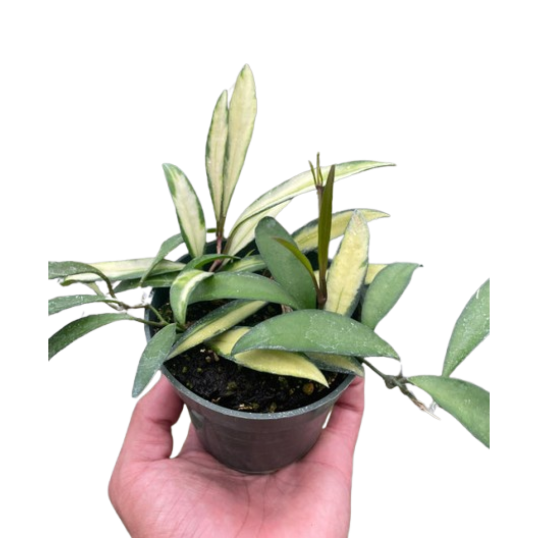 Variegated Plants