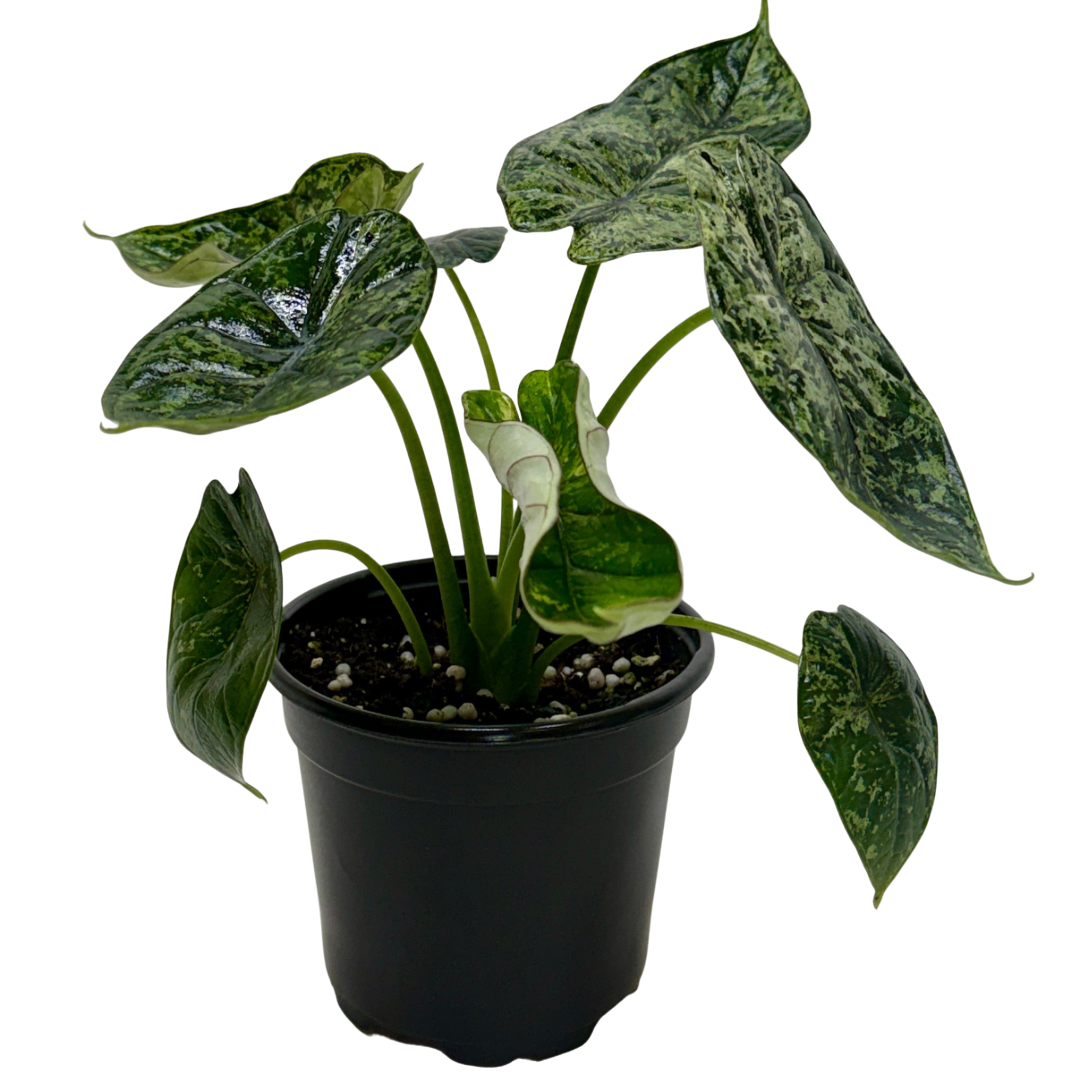 Tropical Plants