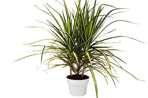 Dracaena Marginata 'Sunshine' – view 4