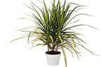 Dracaena Marginata 'Sunshine' – view 4