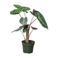 Alocasia Pink Dragon