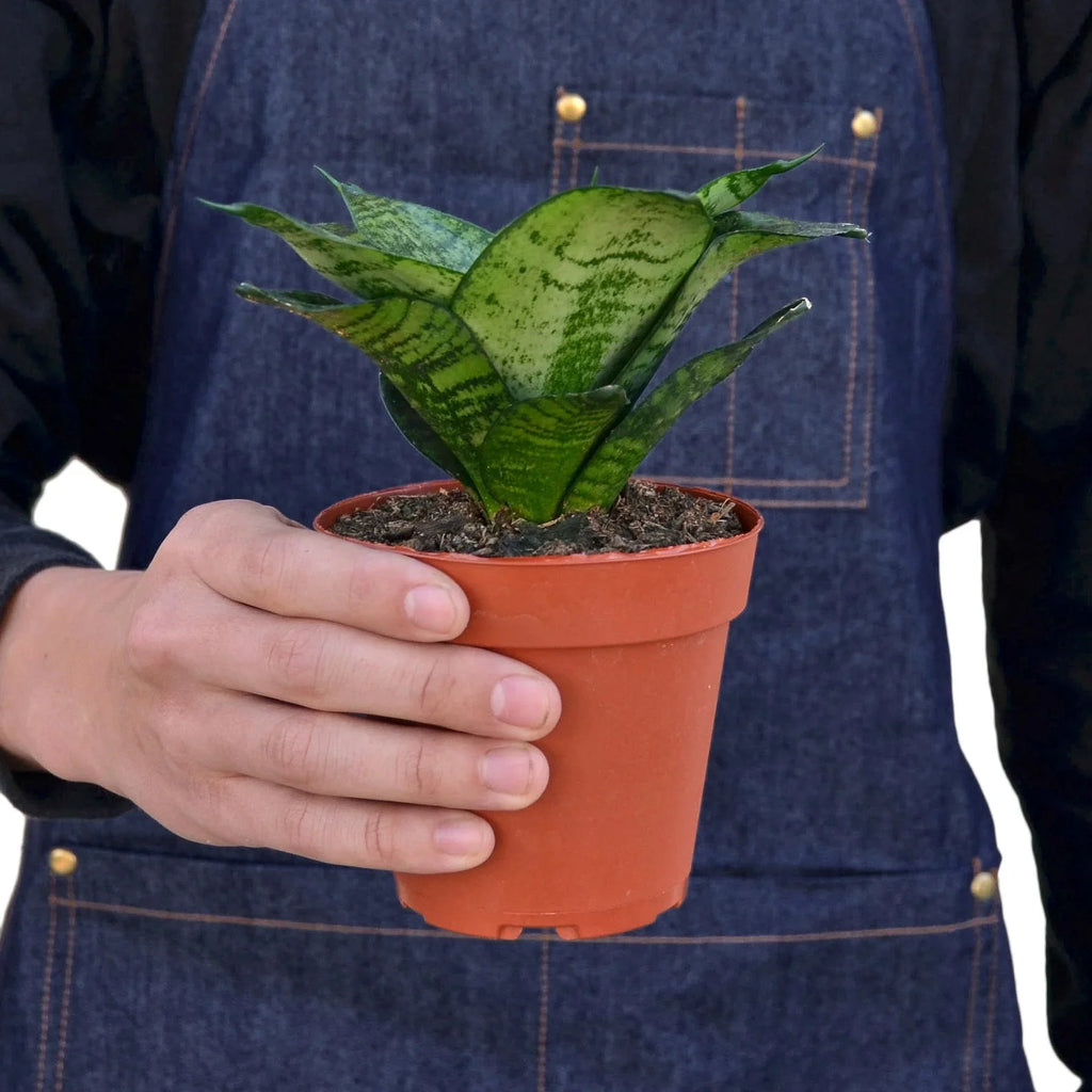 Snake Plant Black Robusta – view 3
