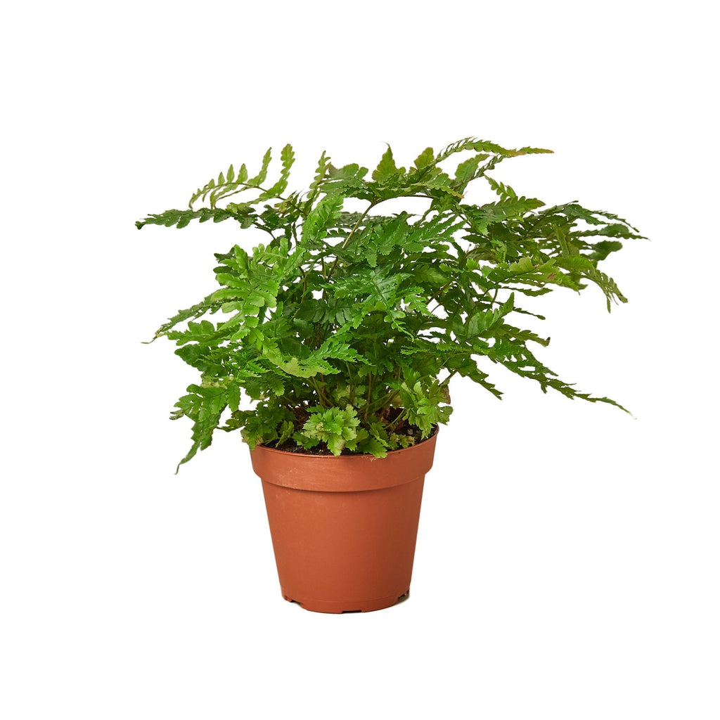 'Autumn' Fern – view 3