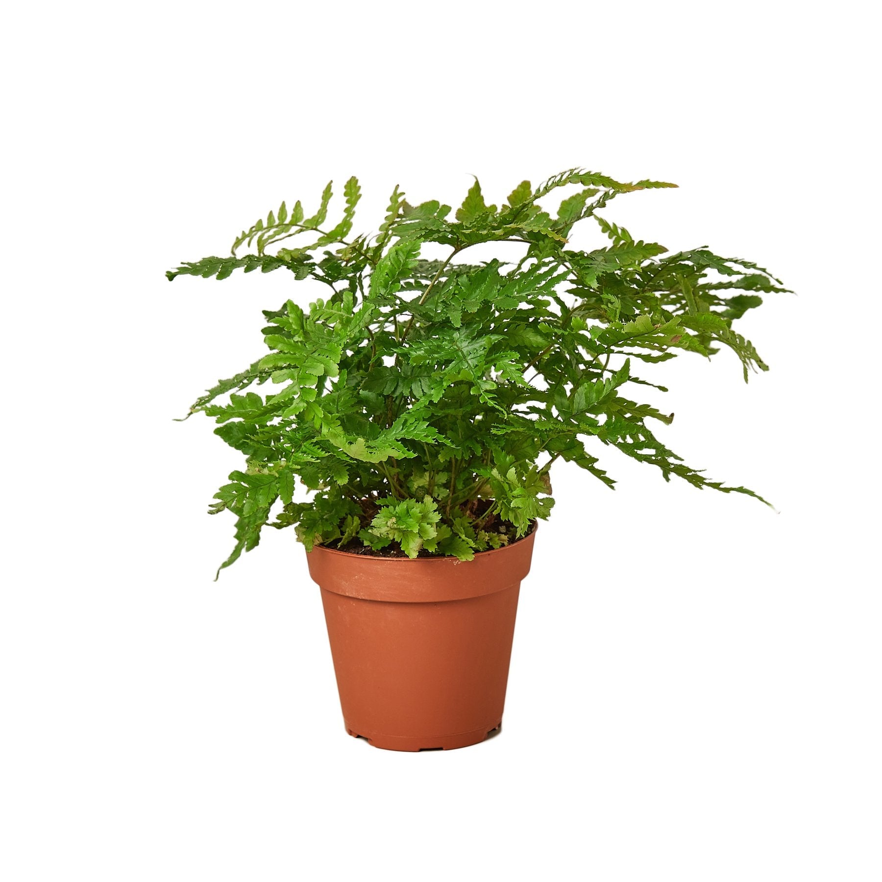 'Autumn' Fern – view 3