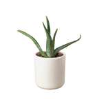Aloe Vera – view 4