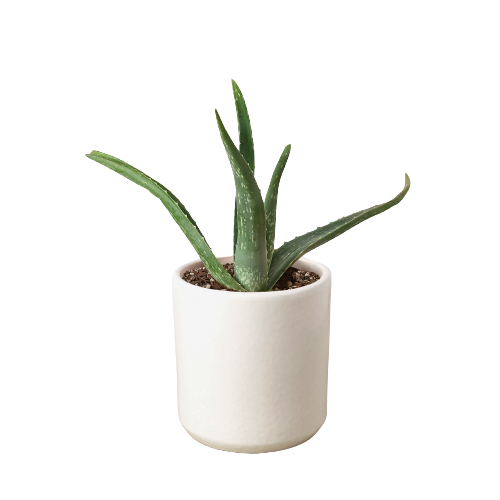 Aloe Vera – view 4