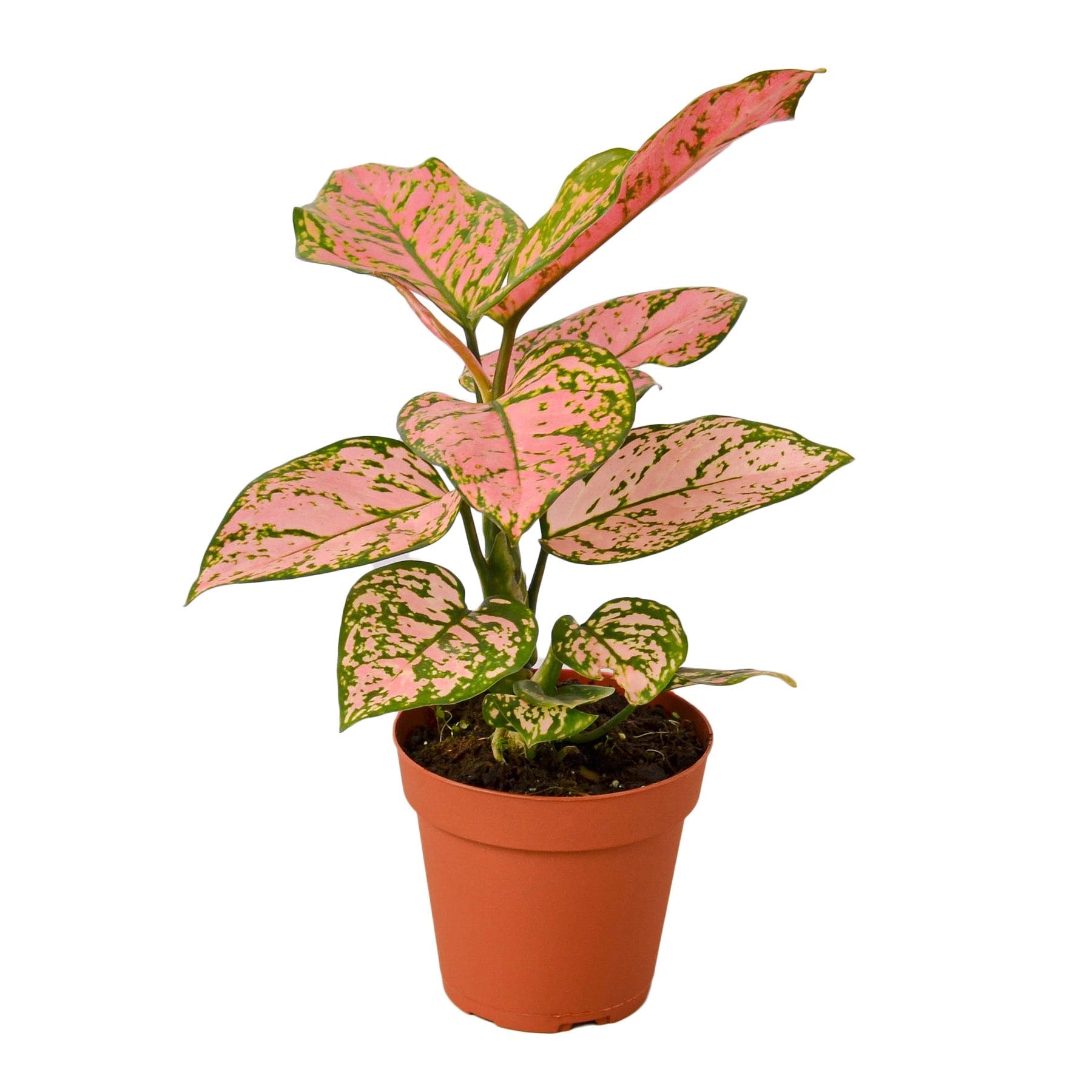 Chinese Evergreen 'Lady Valentine' Live Plant – 4" Nursery Pot
