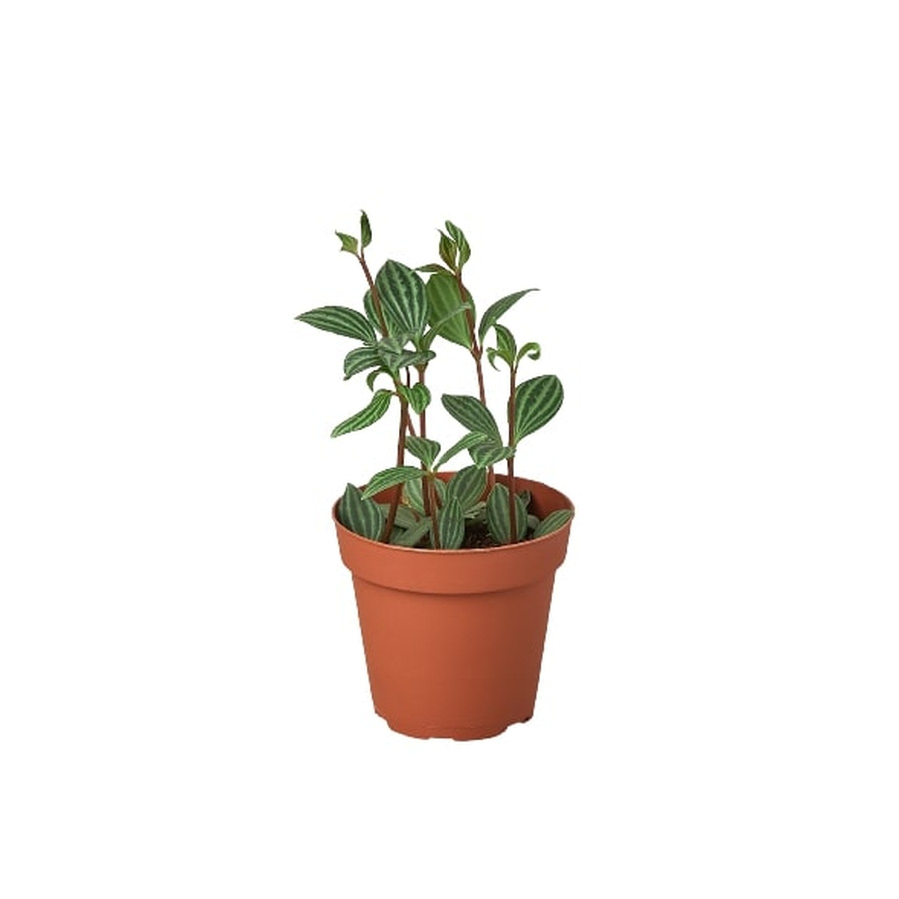 Peperomia 'Parallel'