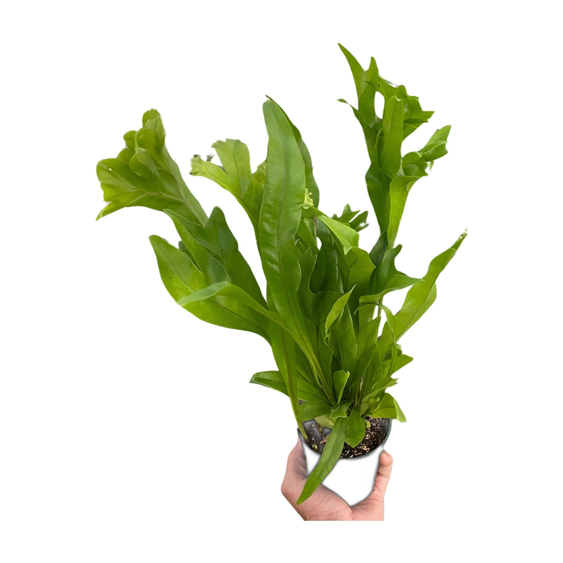 Fern 'Green Flame'
