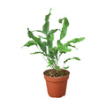 Fern 'Blue Star'