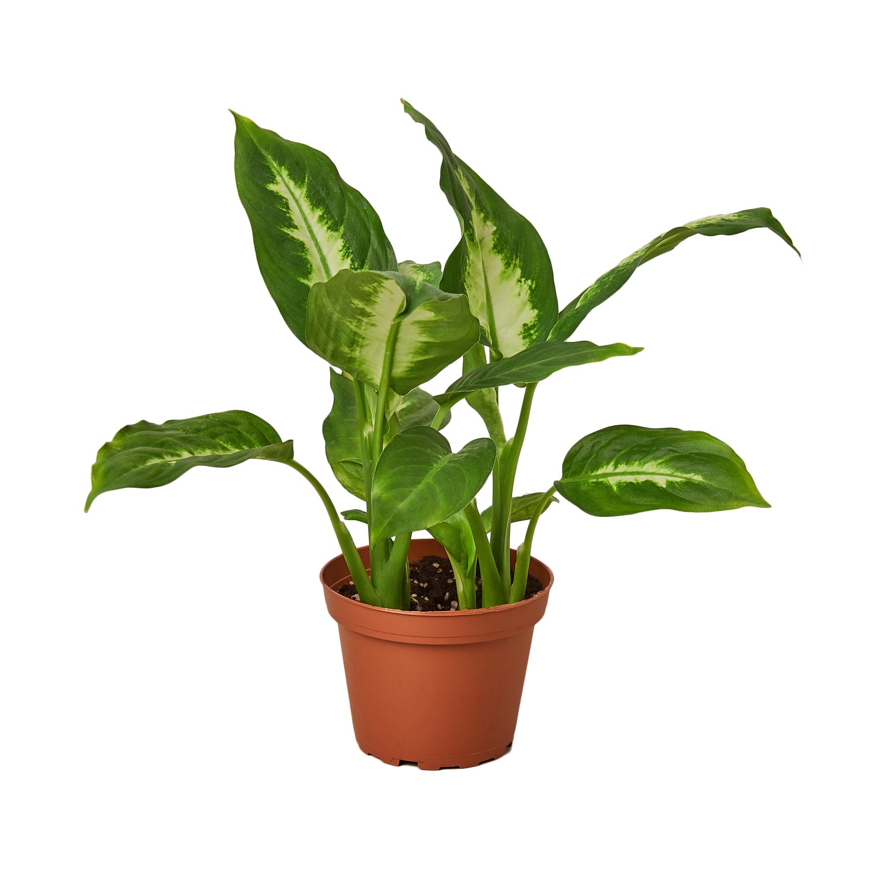 Dieffenbachia Camille Live Plant – 4" Nursery Pot