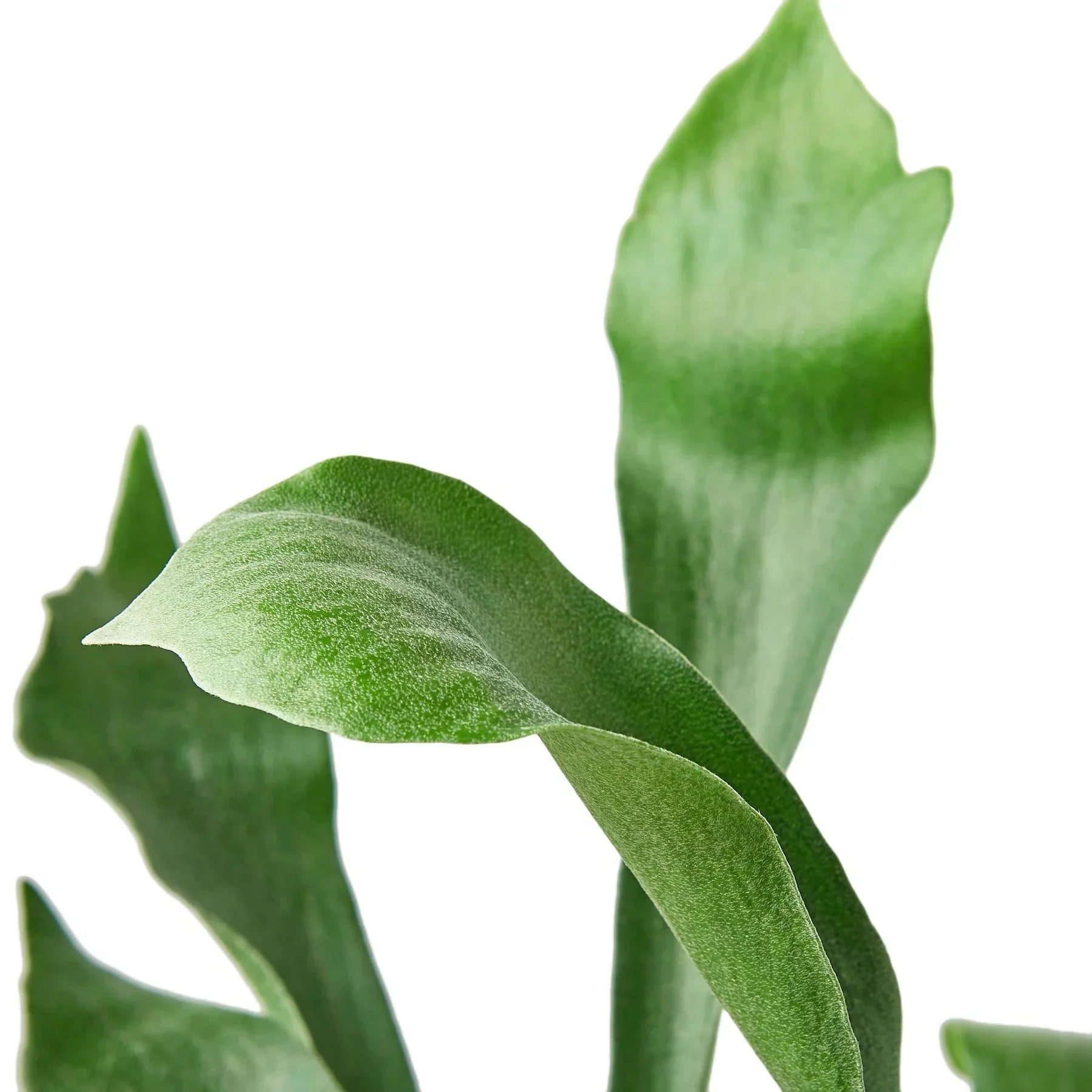 Staghorn Fern – view 4