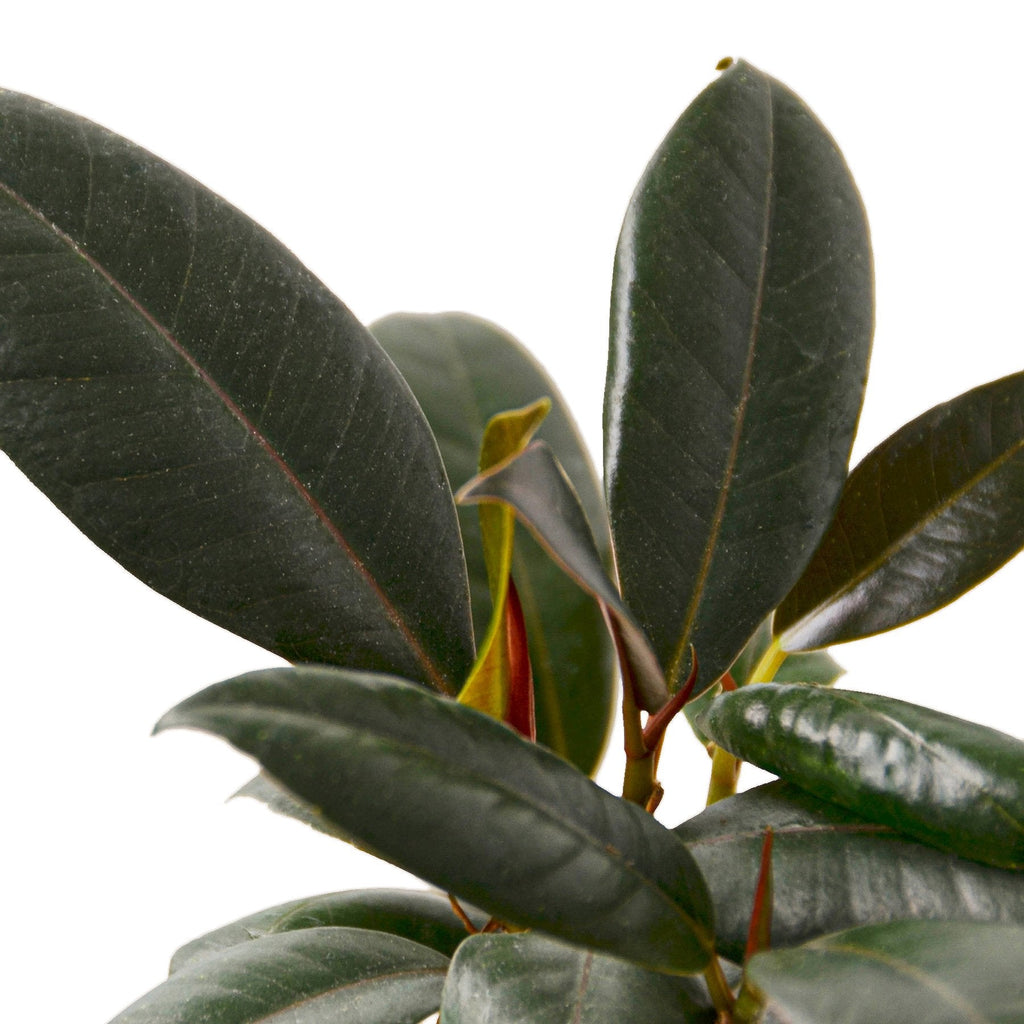Ficus Elastica 'Burgundy' – view 2