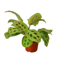 Maranta 'Leuconeura' Live Plant – 4" Nursery Pot