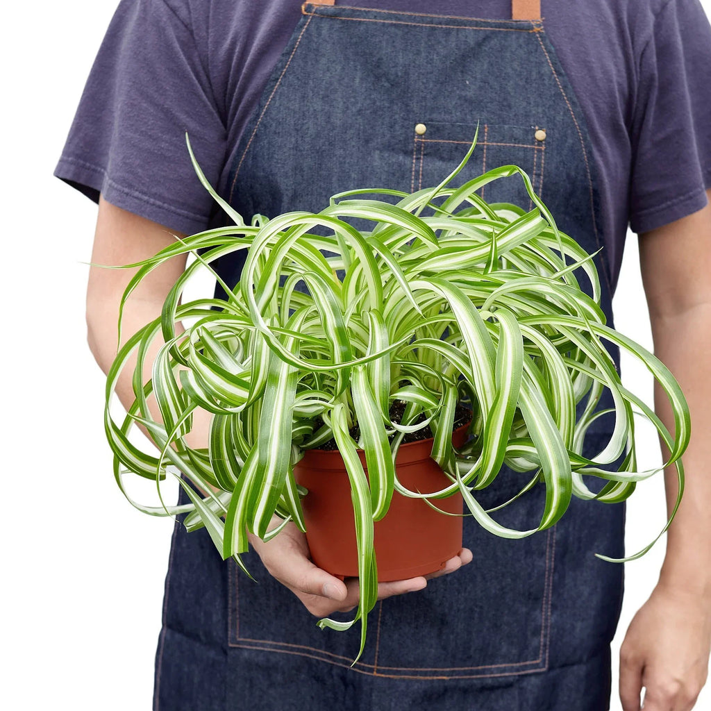 Spider Plant 'Bonnie' – view 5