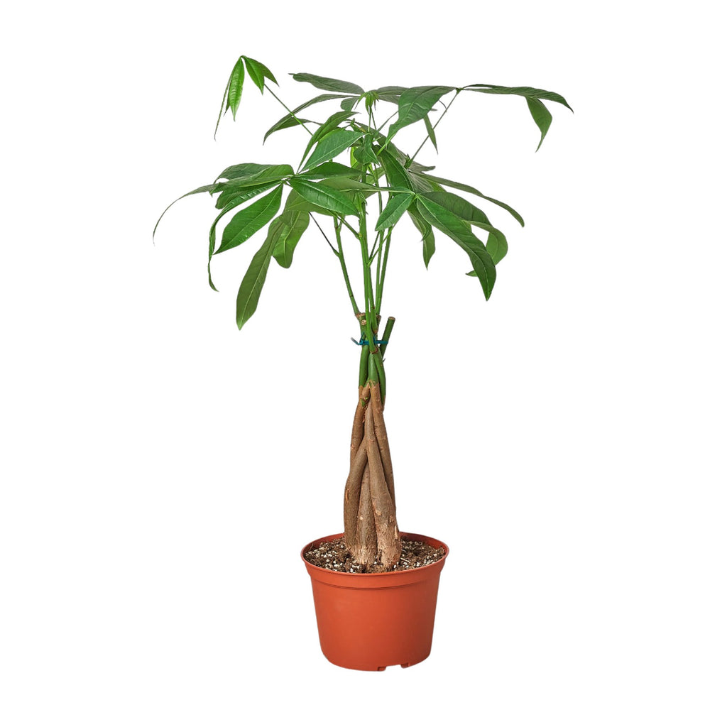 Money Tree 'Guiana Chestnut' Pachira Braid