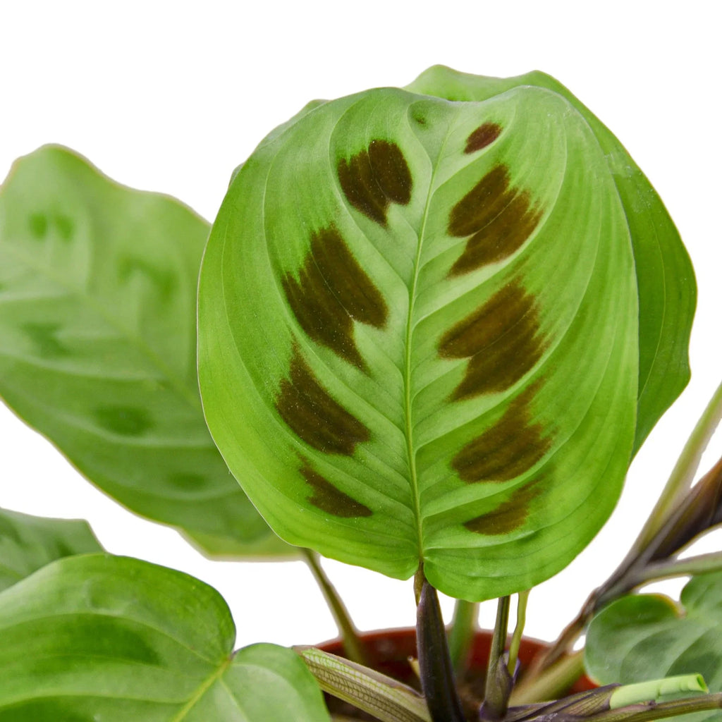 Maranta 'Leuconeura' – view 2