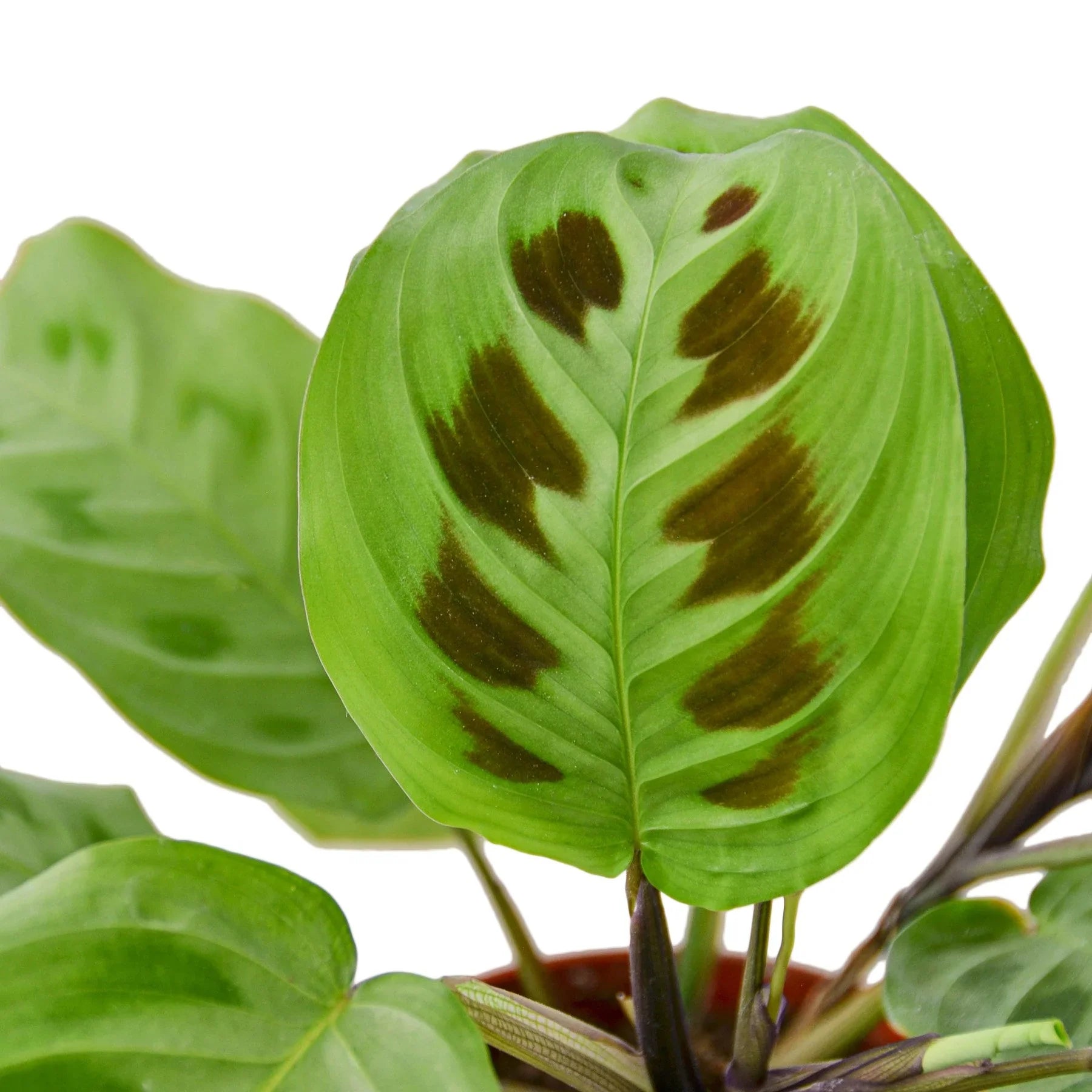 Maranta 'Leuconeura' – view 2