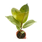 Ficus 'shivereana' (Moonshine)