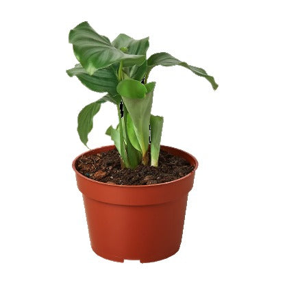 Calathea 'Orbifolia'
