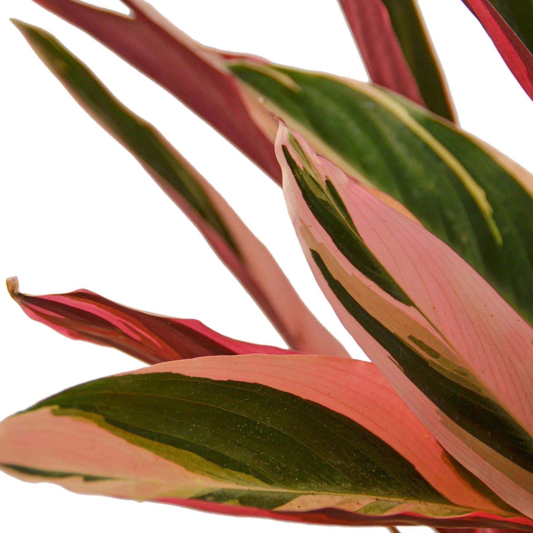Stromanthe Triostar – view 2