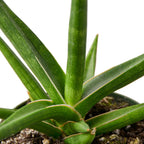 Snake 'Stuckii' – view 2