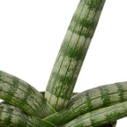Snake Plant Starfish – view 2