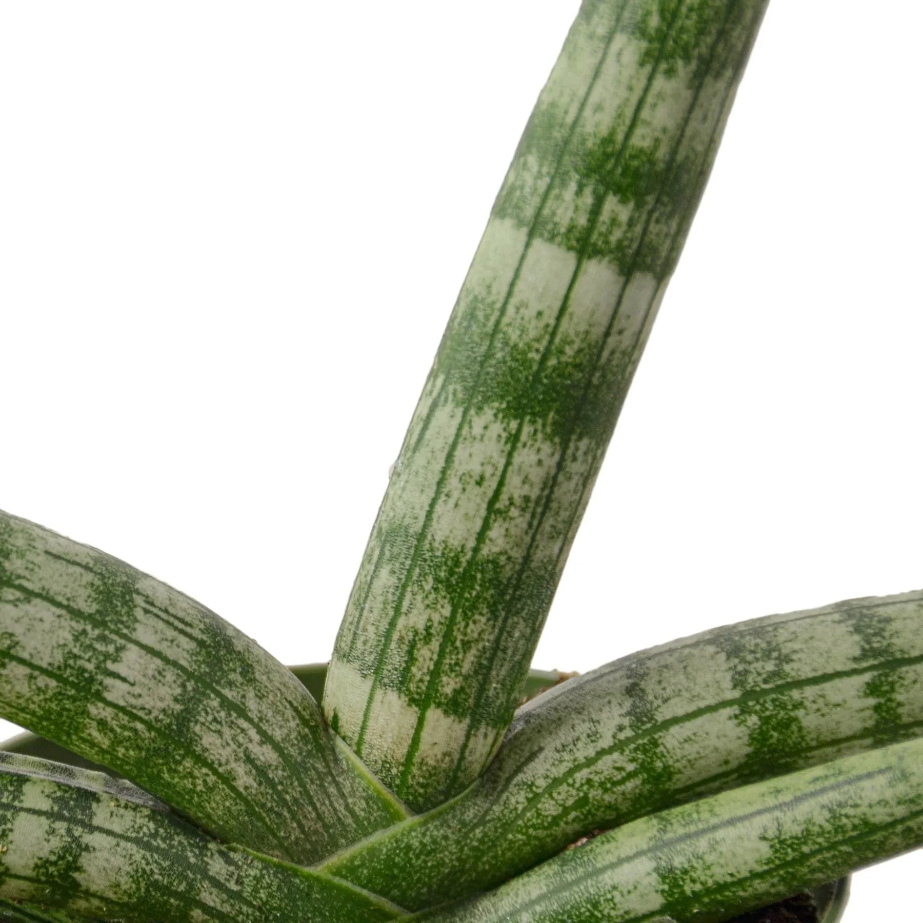 Snake Plant Starfish – view 2