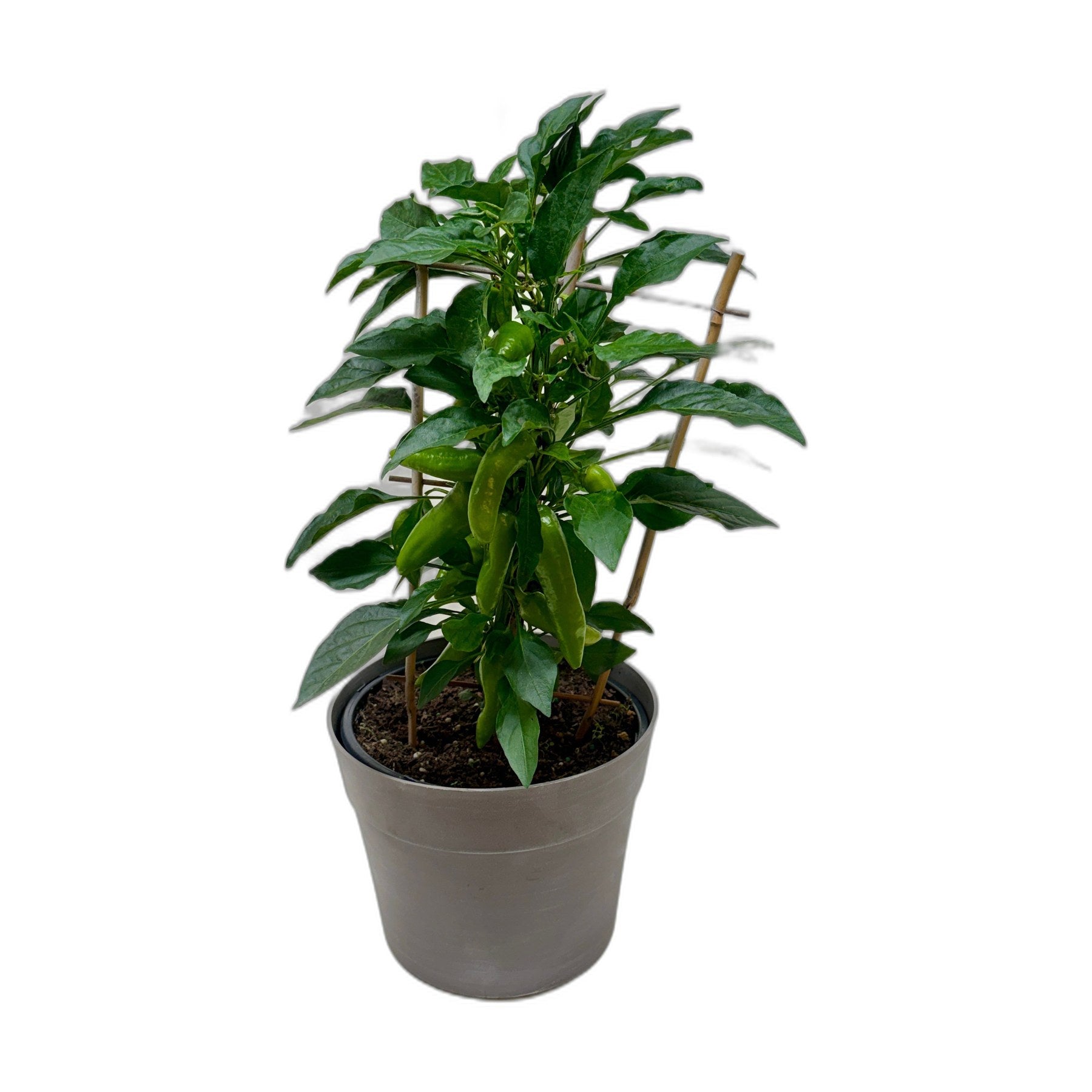 Edible 'Sweet Pepper'