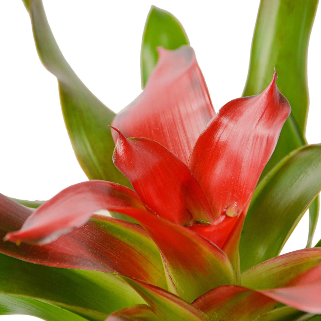 Bromeliad Medusa – view 2