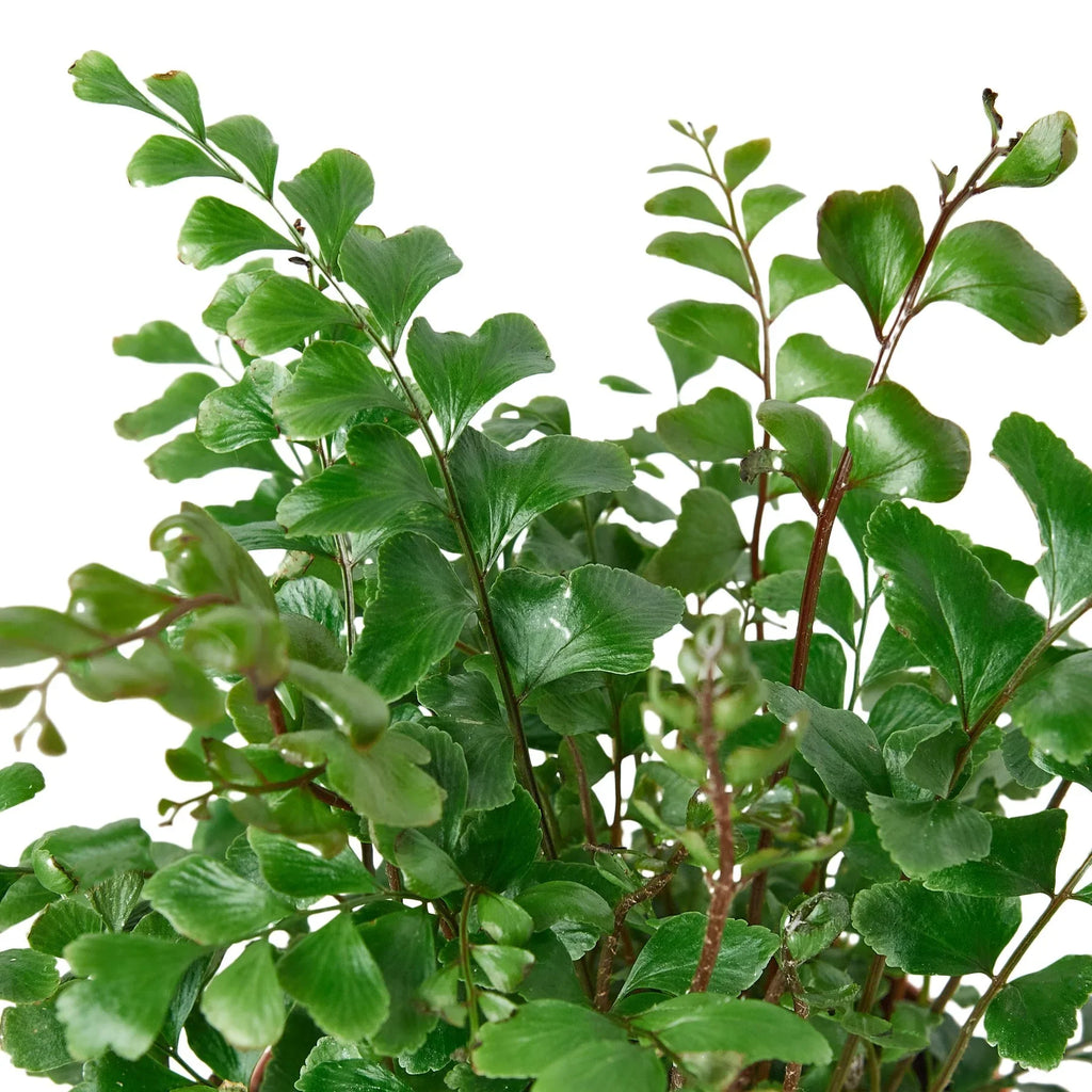Mahogany Fern – view 2