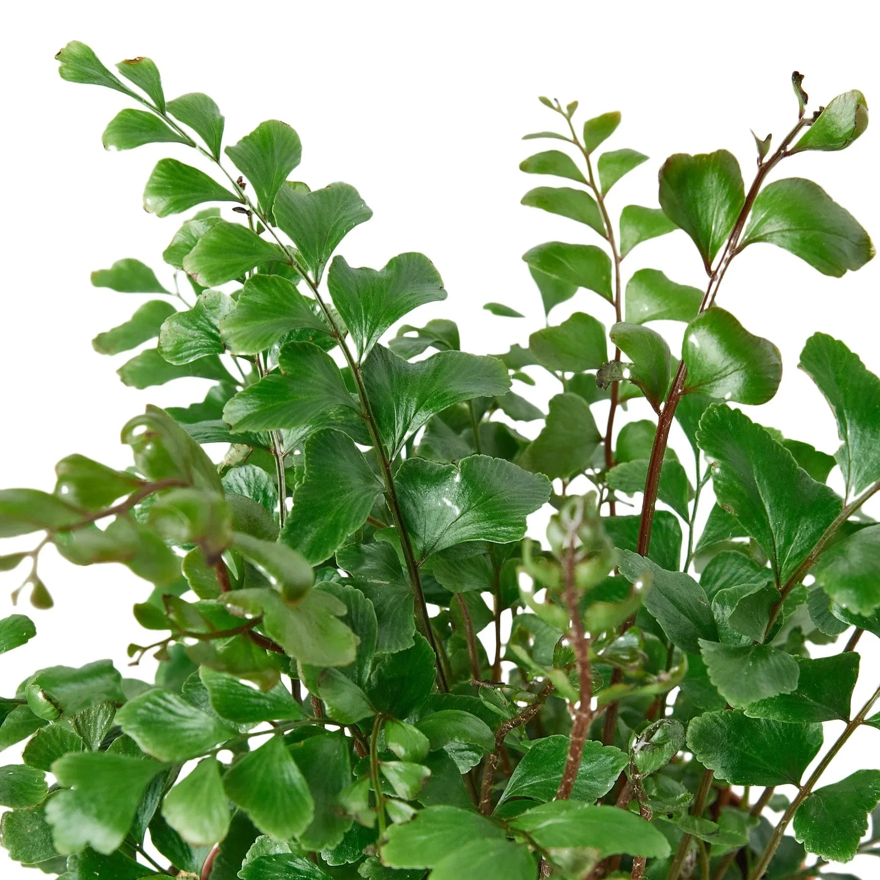 Mahogany Fern – view 2