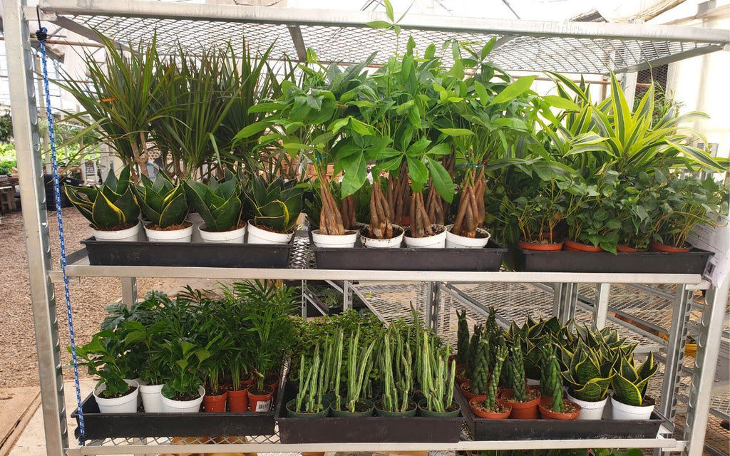 1 Mystery Plant Monthly Subscription Box – view 4