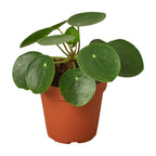 Pilea Peperomioides 'Chinese Money'