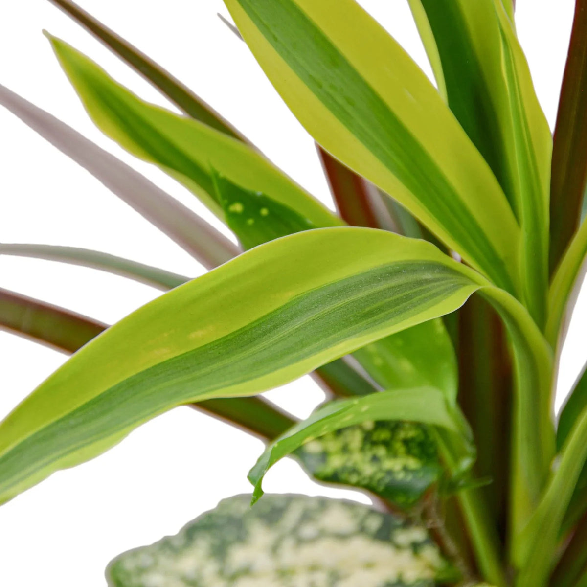 Dracaena 'Combo' – view 2