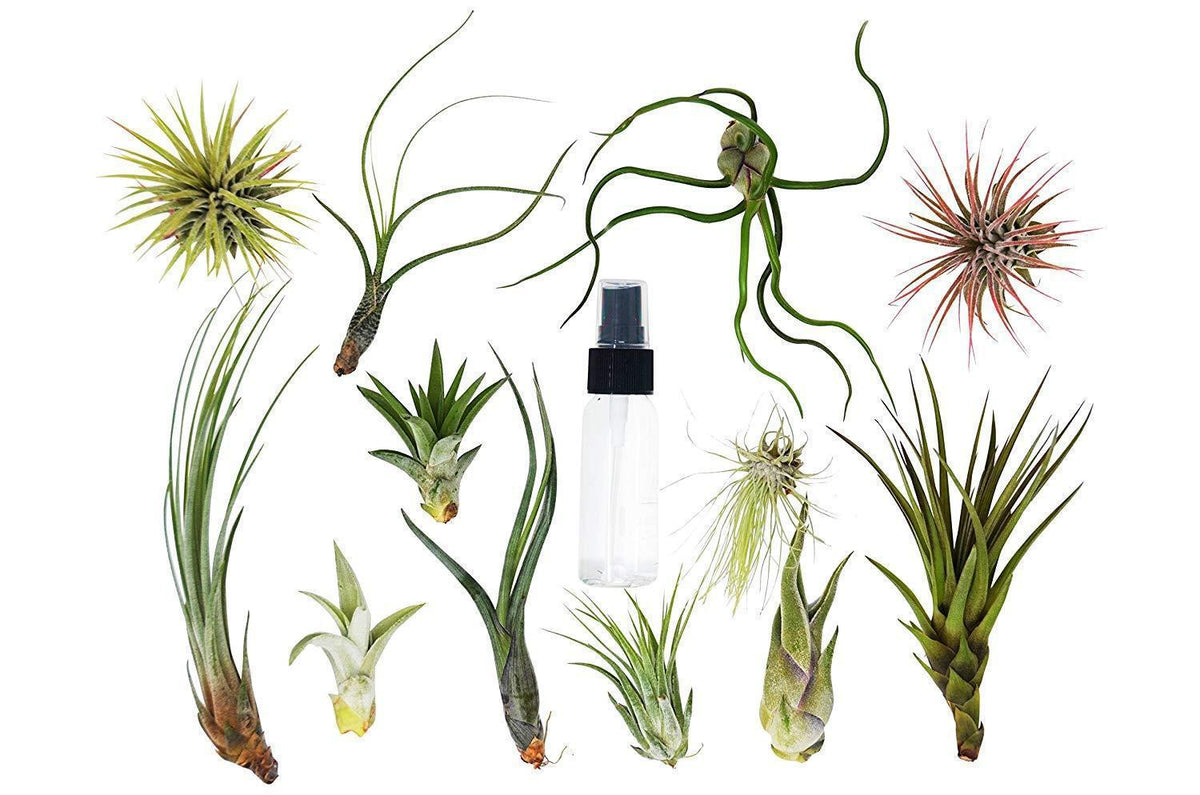 Tillandsia Air Plant Variety Pack w/ Spray Bottle – view 2
