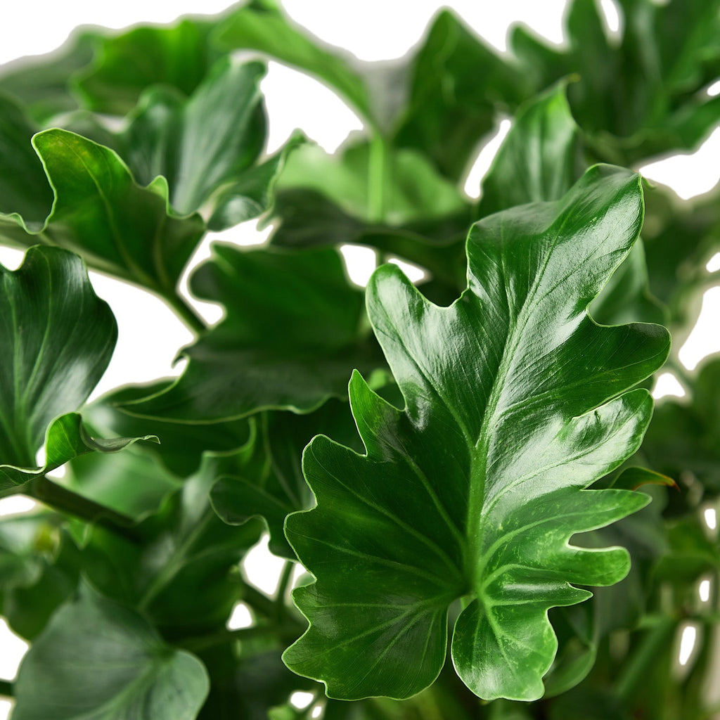 Philodendron ‘Little Hope' – view 2