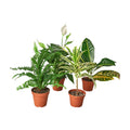 Easy-Care Variety Bundle