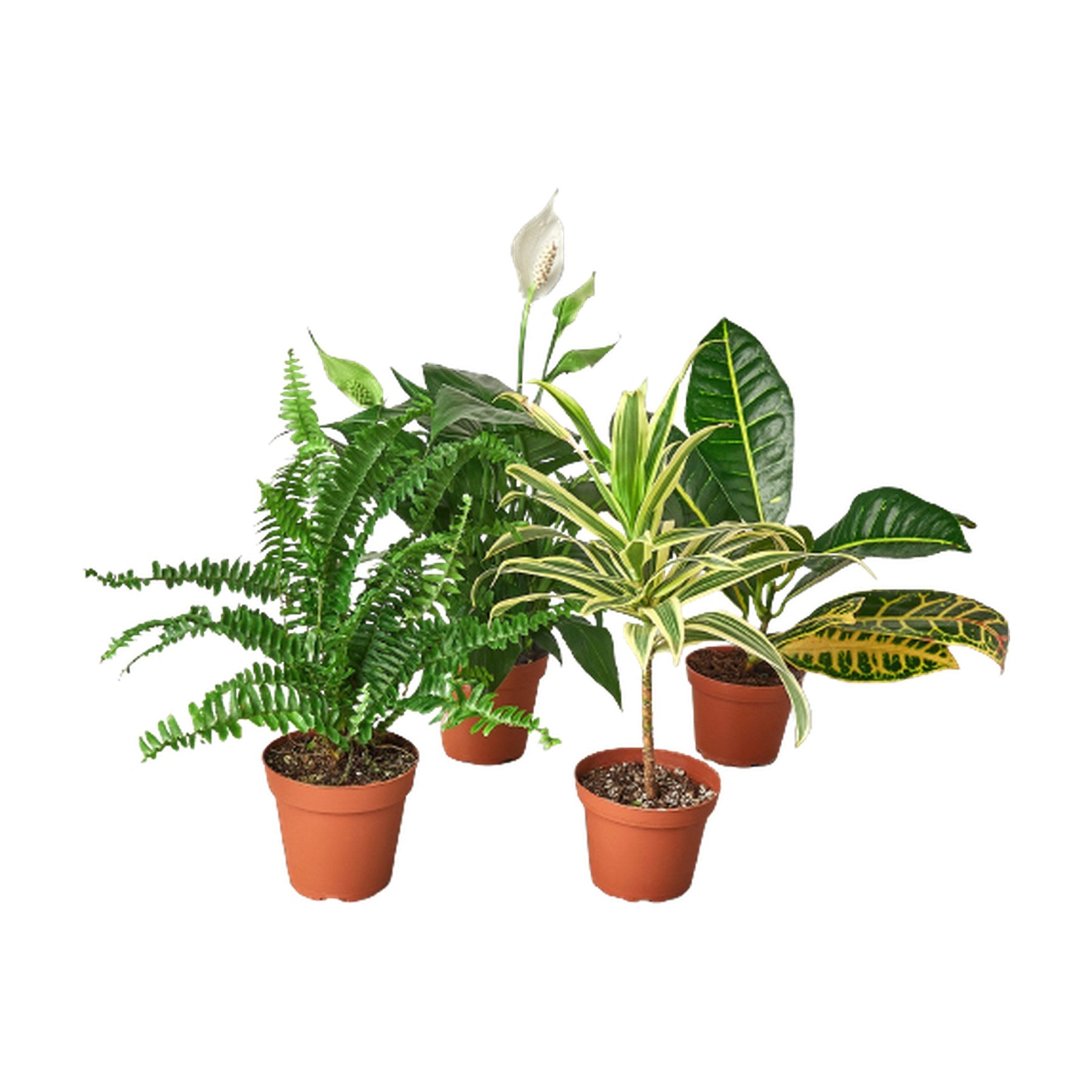 Easy-Care Variety Bundle