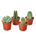 4 Cacti Variety Pack - 4" Pot