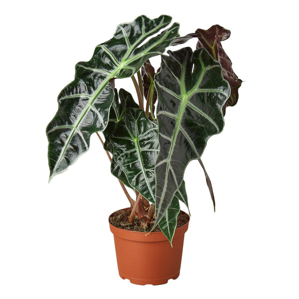 Alocasia Polly 'African Mask' Live Plant