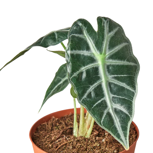 Alocasia Amazonica 'Bambino' – view 2