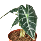 Alocasia Amazonica 'Bambino' – view 2