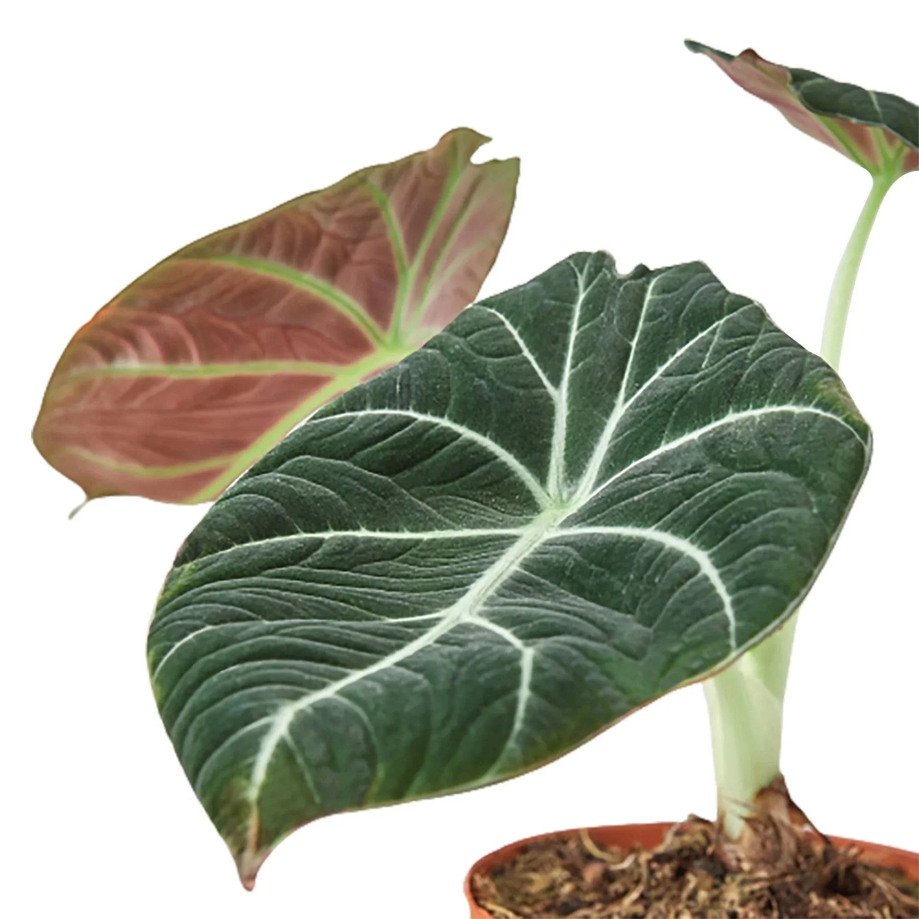 Alocasia Reginula 'Black Velvet' – view 2