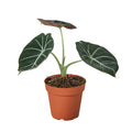 Alocasia Reginula 'Black Velvet' Live Plant – 6" Nursery Pot