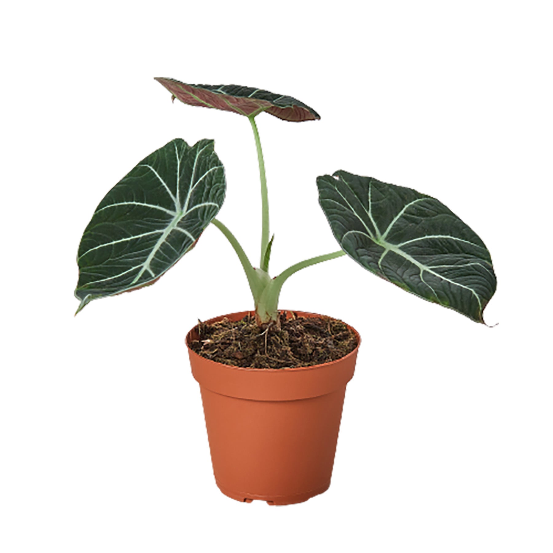 Alocasia Reginula 'Black Velvet' Live Plant – 4" Nursery Pot