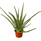 Aloe Vera – view 3